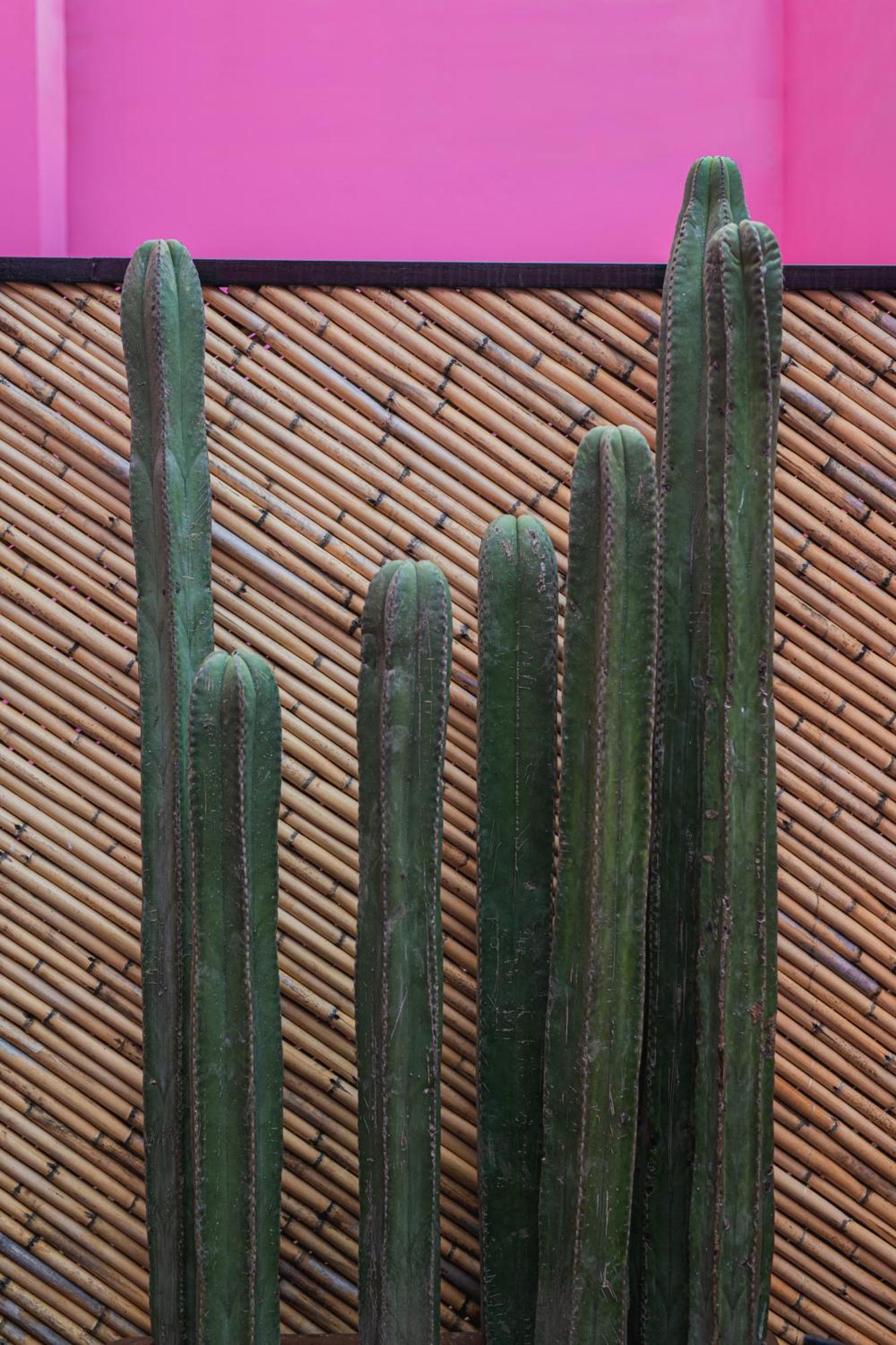 Casa Rosamate Apartment Oaxaca Exterior photo